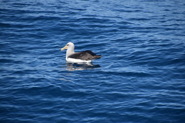 A big Albatross bird in flight over the blue ocean in Kaikoura, New Zealand