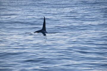 Humpback and Killer Whale (Orca) Watching in Kaikoura, South Island, New Zealand