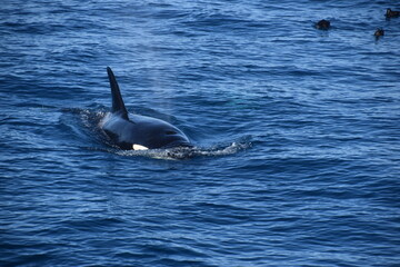 Fototapeta premium Humpback and Killer Whale (Orca) Watching in Kaikoura, South Island, New Zealand