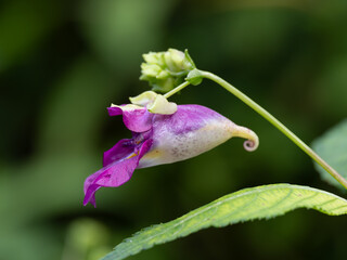 初秋に咲く赤紫のツリフネソウ