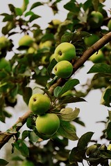 green apple on tree