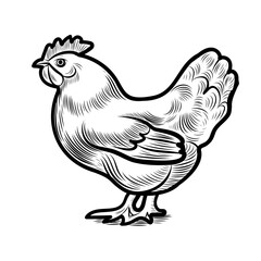 Hand sketch of chicken, rooster eggs. Different poses of bird sitting, standing. Vintage illustration. Element for label, packaging and postcard design.