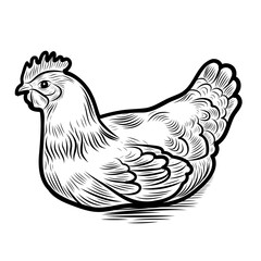 Hand sketch of chicken, rooster eggs. Different poses of bird sitting, standing. Vintage illustration. Element for label, packaging and postcard design.