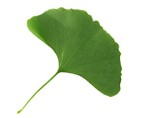 Fresh ginkgo biloba green leaf isolated on white, top view