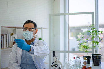 Scientist research cannabis at laboratory room.