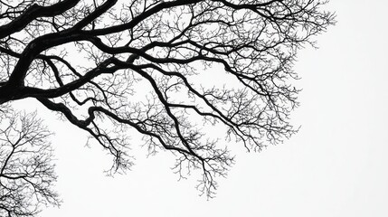A black and white image of a leafless tree