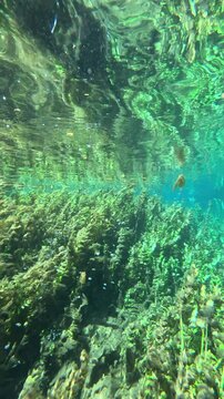 Underwater Kelp Forest dron bird view in Blue eye river, Albania. Green Seaweed leaves in Turquoise and green water scenic aerial view in Muzine, Finiq, Albania, Europe. Vertical 