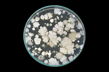 Exposure plate technique. Micrograms in air. Air quality determination. Bacteria in air. Bacteria...