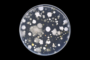 Exposure plate technique. Micrograms in air. Air quality determination. Bacteria in air. Bacteria...