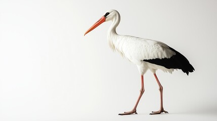 Fototapeta premium A white stork walking elegantly on a clean backdrop during daylight, showcasing its striking features and long legs