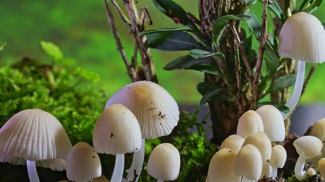 Time-lapse photography of wild fungus growth