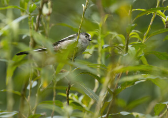 Long-tailed tit on a bush, most of the time between green leaves, long-tailed tit hiding between branches and leaves