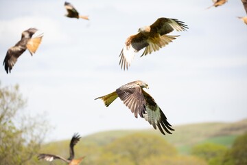 Obraz premium Red Kites flying in the Brecon Beacons, Wales.