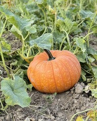 A large orange pumpkin sitting in the middle of a patch, ready for harvest with vines and leaves surrounding it