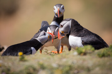 Atlantic puffins billing on Skomer Island