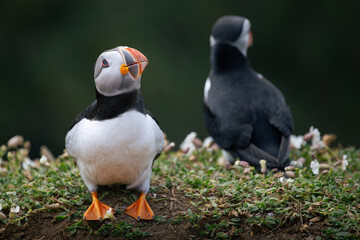Atlantic Puffin on Skomer Island, Pembrokeshire, Wales