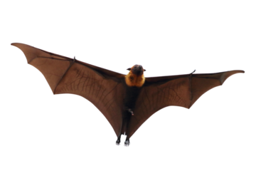 Beautiful flying isolated on transparent background. Lyle's flying fox