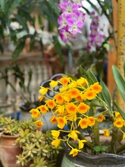 yellow flowers in a garden