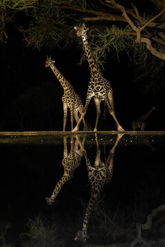 Pair of Giraffes approach a waterhole at night, creating reflections in the process.