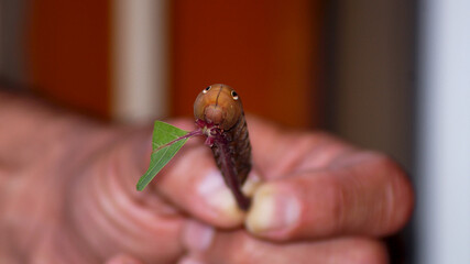 Caterpillar on the leaves . High quality photo