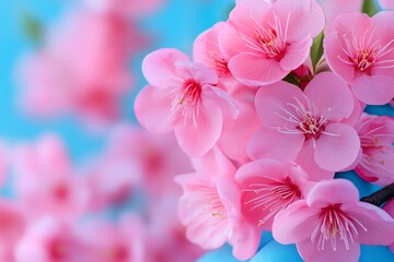 Fototapeta premium Branch with Blooming Pink Flowers