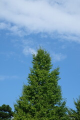 pine tree against sky