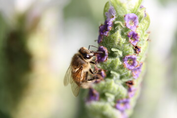 Bee on White Lavender