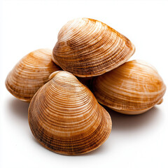 Live Clam Isolated