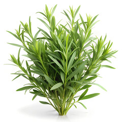 Fototapeta premium Tarragon. Naturalistic Illustration of Vegetables on White Background