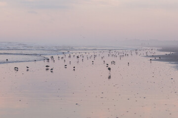 Avalon, New Jersey, USA - A large flock of Sand Pipers and one large laughing gull seagull on the beach at sunset on the coast line of the Atlantic Ocean in this jersey shore town