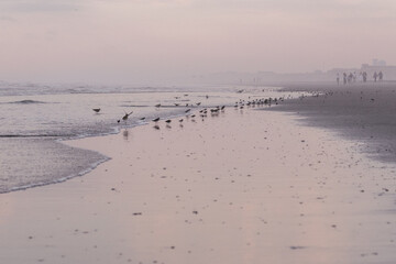 Avalon, New Jersey, USA - A large flock of Sand Pipers and one large laughing gull seagull on the beach at sunset on the coast line of the Atlantic Ocean in this jersey shore town