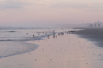 Avalon, New Jersey, USA - A large flock of Sand Pipers and one large laughing gull seagull on the beach at sunset on the coast line of the Atlantic Ocean in this jersey shore town