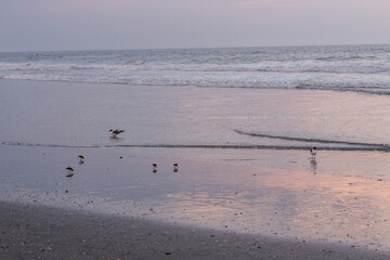 Sandpipers and a Laughing Gull Seagull on beach at sunset in Avalon, New Jersey 