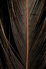 Close-Up of a Single Feather, against a dark black background
