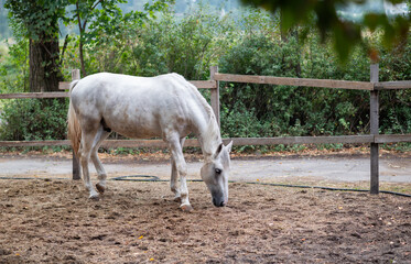 A white horse standing calmly in a fenced outdoor enclosure, surrounded by green foliage, with hay on the ground.