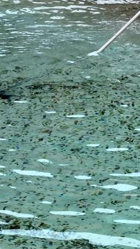 La fontana di Trevi durante la raccolta delle monete lanciate dai turisti a Roma.
Operai recuperano le monete lanciate dentro la fontana dai turisti in visita a Roma, Italia. 