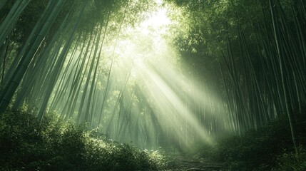Obraz premium A peaceful bamboo forest with tall, swaying bamboo stalks and sunlight filtering through, completely empty of people.