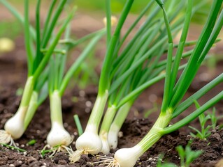 Obraz premium spring onions growing in the garden