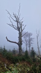A single malnourished tree stands silently in the embrace of fog.