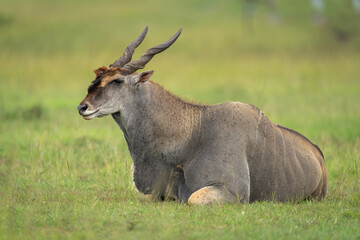 Common eland lies on grassland watching camera