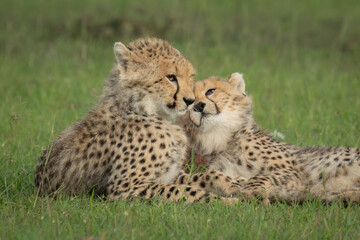 Close-up of two cheetah cubs lying nuzzling