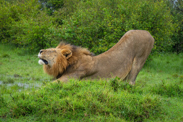 Close-up of male lion stretching in bushes