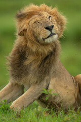 Close-up of male lion sitting tossing head