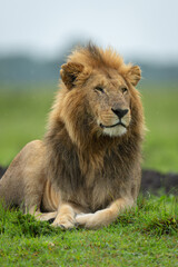 Close-up of male lion lying on grassland