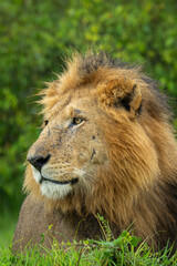 Close-up of male lion prone near bushes