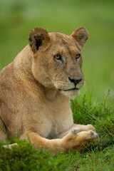 Fototapeta premium Close-up of lioness lying staring in grass