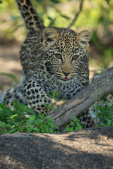 Close-up of leopard cub walking towards camera