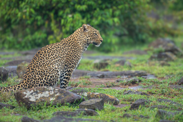 Close-up of female leopard sitting among rocks