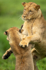 Close-up of lioness play fighting with sister