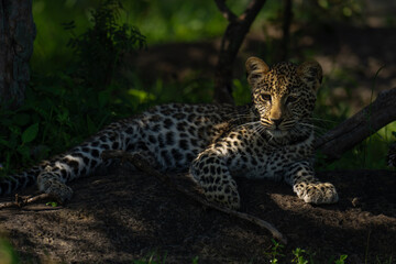 Fototapeta premium Close-up of leopard cub lying in bushes
